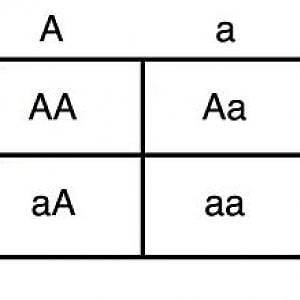 Punnett Square