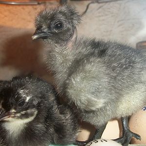 blue fibromelanotic Naked Neck Green-Egger chick hatched 1/4/12