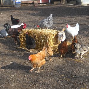 My flock with a new bale of straw.