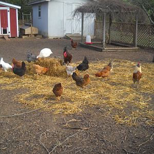 About 20 minutes later, no need to spread it for them, they love to tear it apart and eat the straw seeds and sprouted seeds.