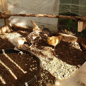 July 2011, the new gang!  Thought I had 5 hens,  Oops! 3 hens and 2 roos!  Plucking new chickens in the dark I guess it's hard to tell!!! lol