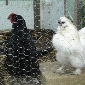 Henny Penny, the big black bossie hen!!  Silkie-boy's first hen, talk about too much woman for the man!!!