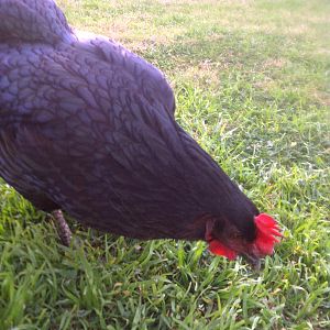 Peckington..... our black sex link being a little camera shy.