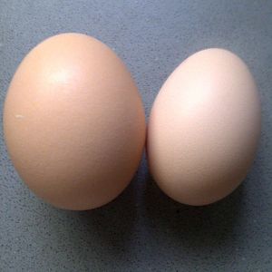 Smudge's first egg is on the right!  weeny but it's a great start!
