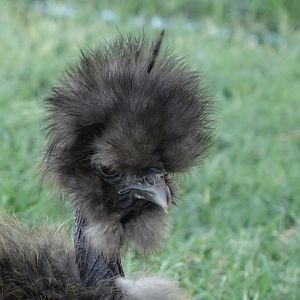 Silkie Showgirl  "Paris"