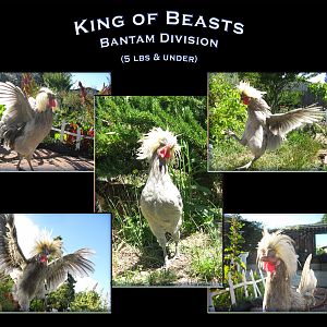 Guy-Guy King of Beasts !
White Crested Blue Polish Rooster.