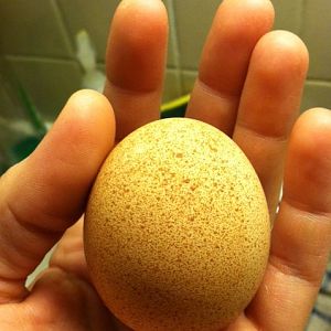 bumpy maran egg