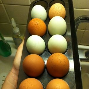 all eggs with bumpy brown eggs