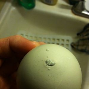 bumps on EE egg