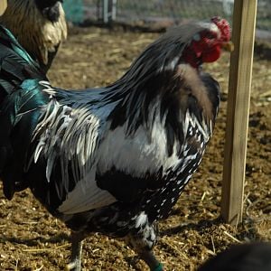 Tiger woods 3yr old rooster