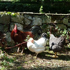 Irish Chickens!