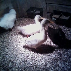 The black one is a hen.  They are I guess pekin crosses.