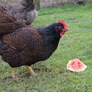 Enjoying a bit of watermelon on christmas day :)