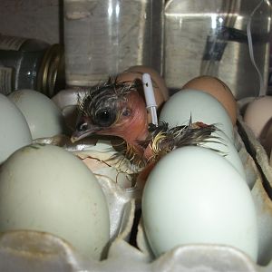Naked Neck Green-Egger hatched 1/12/12
Little beauty just popping out (pic 2)