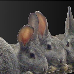 American Chinchilla's - rare breed, endangered by ALBC