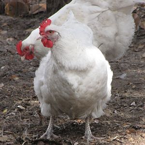 White Orpington hen