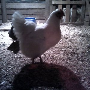 one of my fat leghorns
