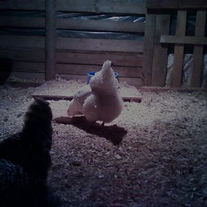 The main fat leghorn