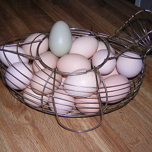 All of my eggs in one basket!