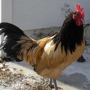 Vorwerk rooster
