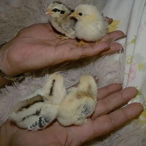 Swizzles and Prince babies. 3 smooth and 1 frizzled

Nick the only roo died, white is now speckled sold the other 2 hens  they had really short legs