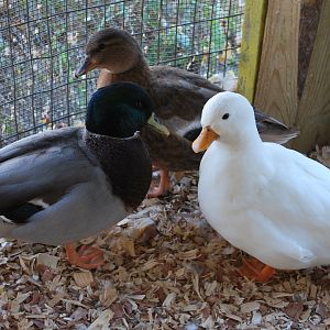 My Call ducks (Pip, Millie, and Angel)