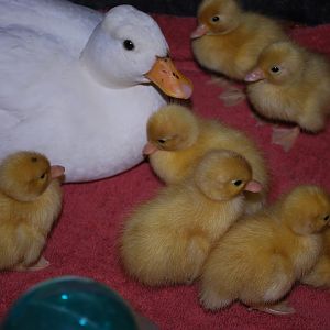 White Call duck (Angel) with her Brood