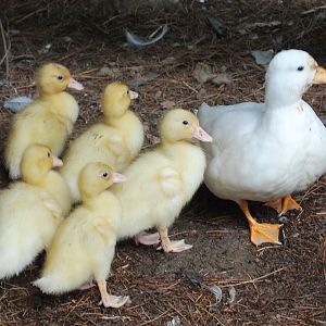 Angel with her brood