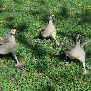 African goslings