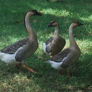 My trio of African Geese
