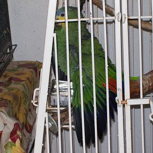 Oscar taking a bath:

100_2217.JPG

Oops, he aint a chicken!