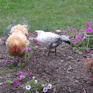 IMG_1302.JPG    Mamma and Baby 2011