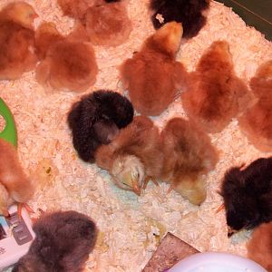 Buckeye & Black Java chicks