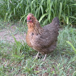 DSCN5986.JPG
This is Chi Chi - the little Silkie mix chicken that we brought from Hawaii with us.