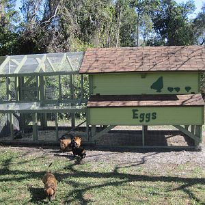 Our chicken coop
