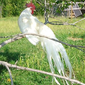 White Phoenix bantam from Cy Hyde