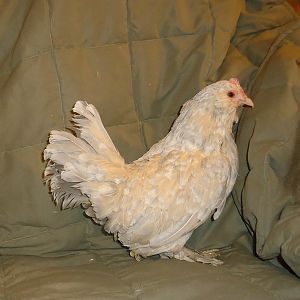 6 month old porcelain d'Uccle pullet