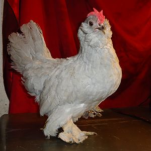 My favorite hen "Patty". Self blue d'Uccle