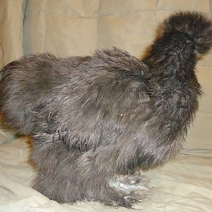 3 month old Silkie