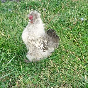Grey Silkie rooster
