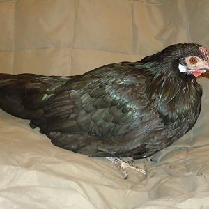 Black Phoenix hen from Toni-Marie Austin
