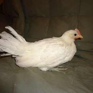 6 week old cockerel out of my black hen and white roo
