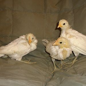 3 week old Phoenix bantam chicks