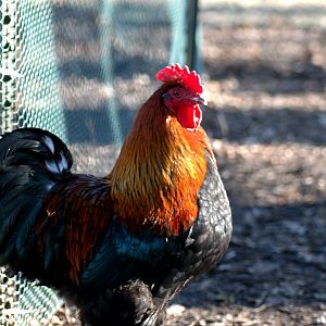 Savage Henry - Senior BCM Roo. He does NOT live up to his name. He is a very gentle boy. His comb got frozen while he was on his way to me from Wisconsin... Very unfortunate but he is still a beautiful and sweet fellow.