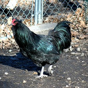 Black Ameraucana roo.