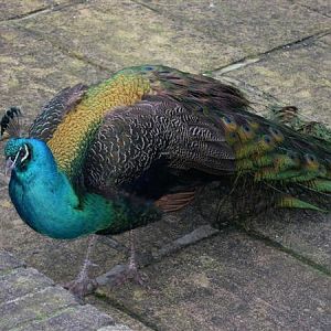 Nepalese peafowl, a high altitude form of cristatus and one probable ancestor of the original Black-Winged Peafowl Pavo cristatus nigrepennis.