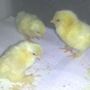 My two bantam Salmon Faverolle chicks born 1=13=12 and my Millie Cochin chick born 1-14-12