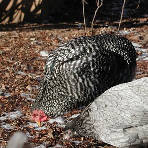 Barred araucana3.jpg
