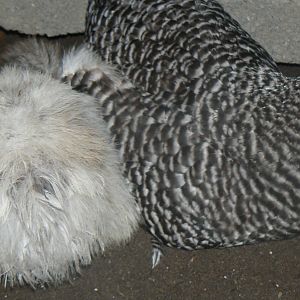 The barred rock that is helping mother hen to raise one chick