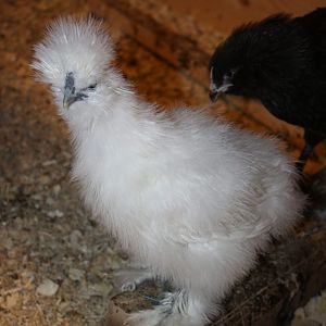 White bearded Silkie